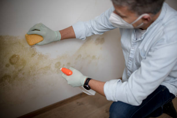 Best Preventive Mold Services in Tower Lakes, IL