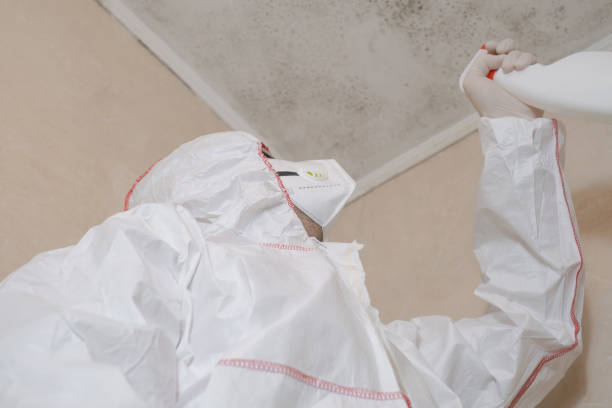 Best Attic Mold Remediation in Tower Lakes, IL