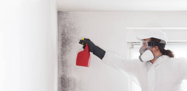 Best Emergency Mold Remediation in Tower Lakes, IL