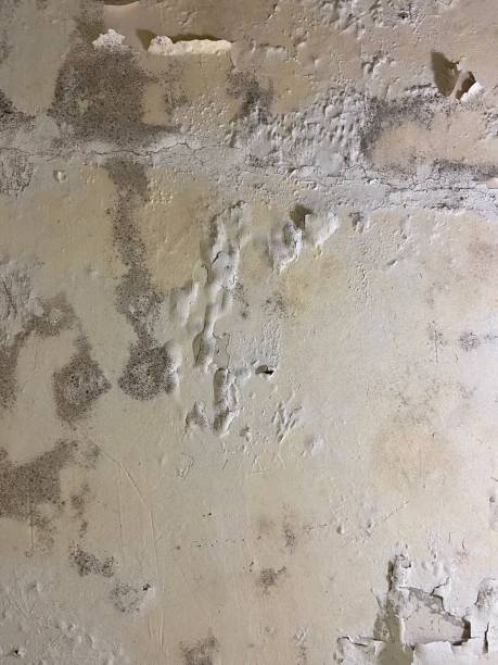 Best Commercial Mold Remediation in Tower Lakes, IL