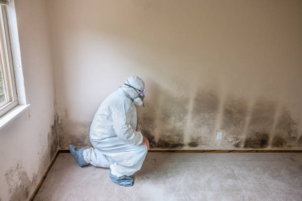 Reliable Tower Lakes, IL Mold Remediation Solutions