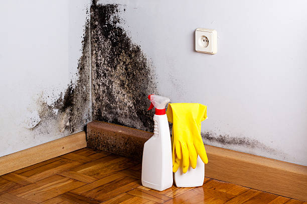 Best Bathroom Mold Remediation in Tower Lakes, IL