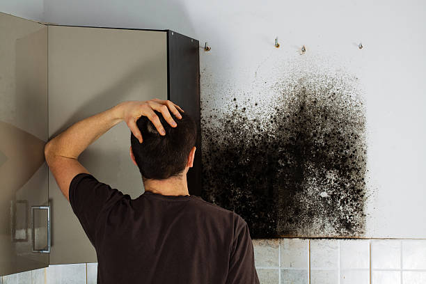 Best White Mold Remediation in Tower Lakes, IL