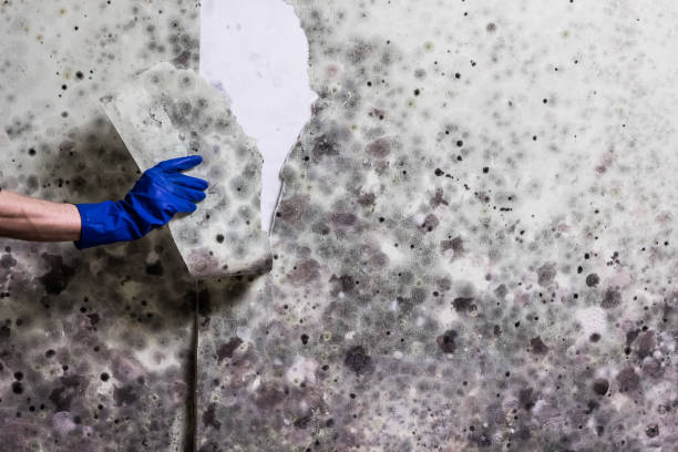Best Black Mold Remediation in Tower Lakes, IL