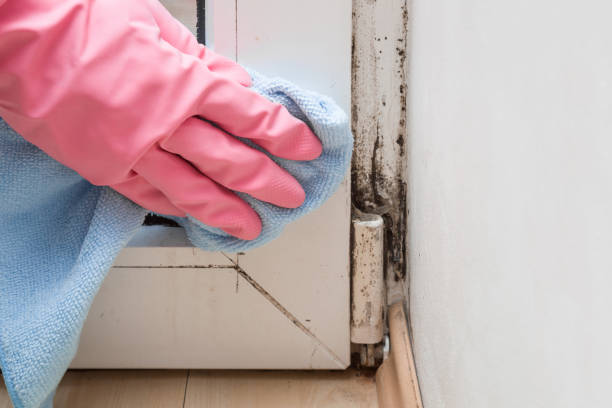 Professional Mold Remediation in Tower Lakes, IL